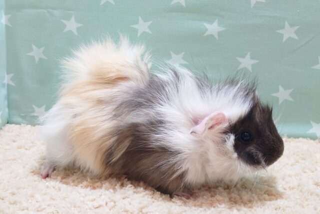 アビシニアンモルモット