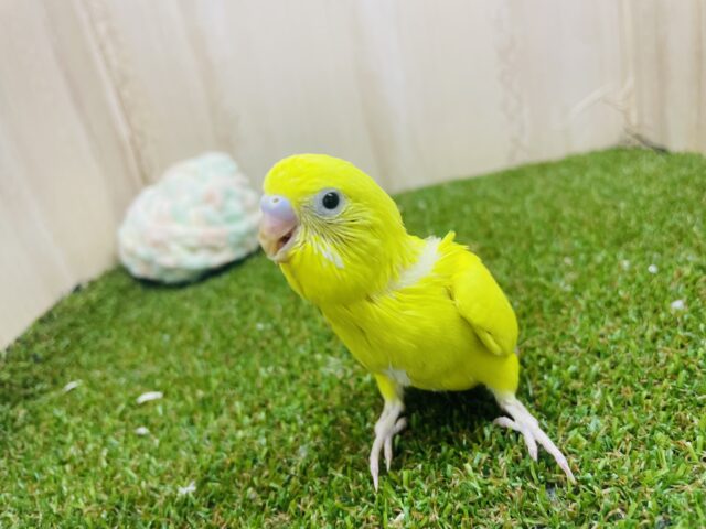 セキセイインコ