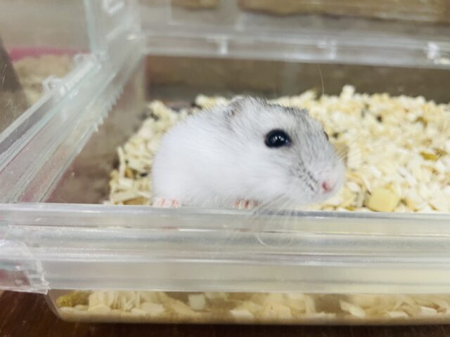 ドワーフハムスターの1種