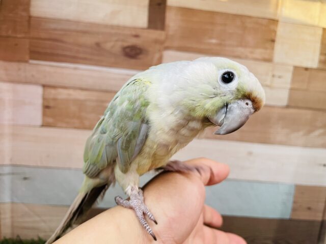 ホオミドリウロコインコ