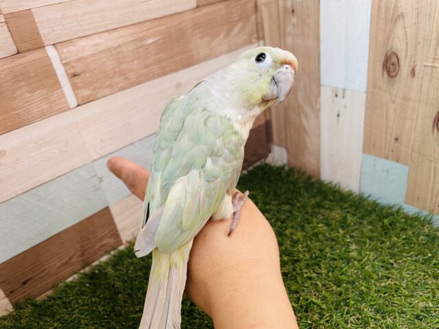 ホオミドリウロコインコ