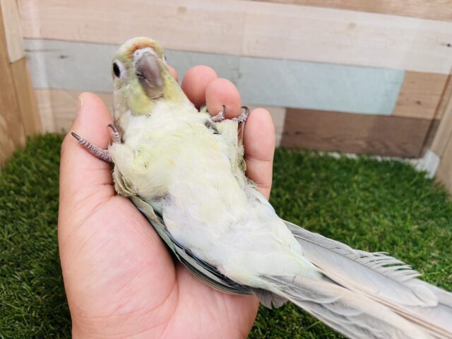 ホオミドリウロコインコ