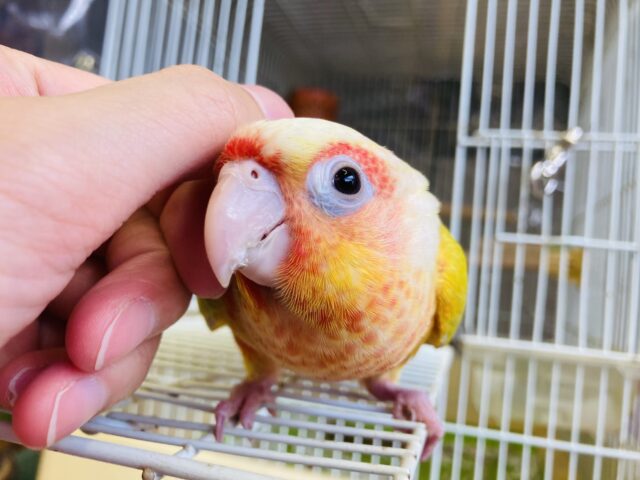 ホオミドリウロコインコ
