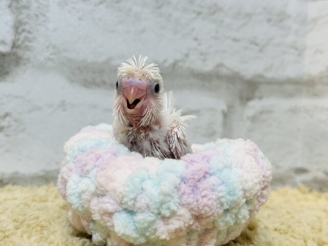 羽衣セキセイインコ