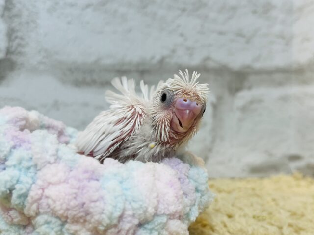 羽衣セキセイインコ