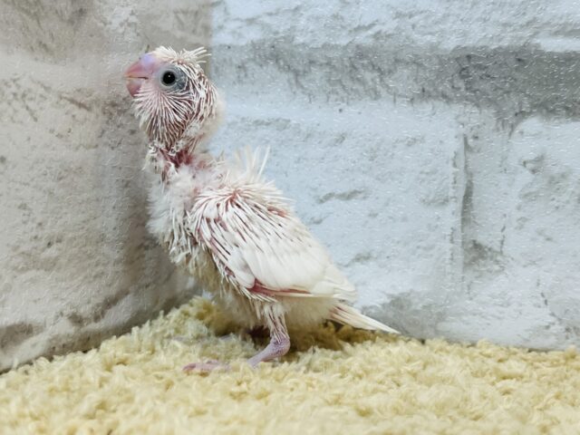 羽衣セキセイインコ