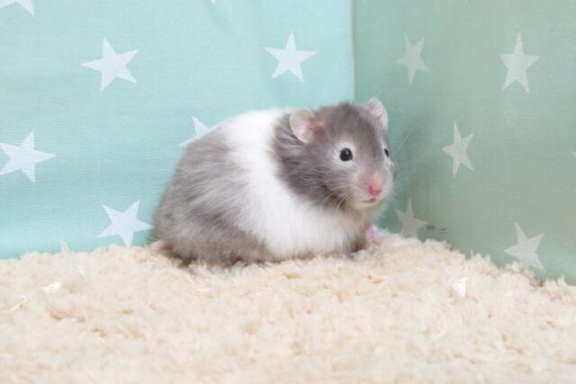 ゴールデンハムスター