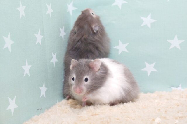 ゴールデンハムスター