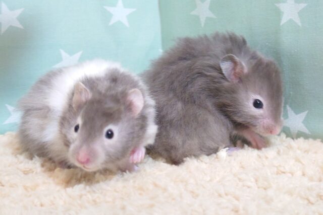 ゴールデンハムスター