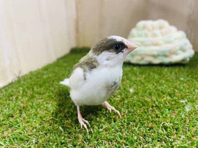 十姉妹（ジュウシマツ）