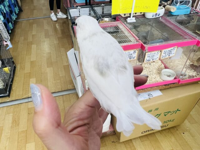 白文鳥