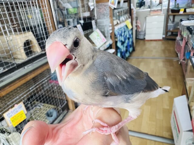 桜文鳥