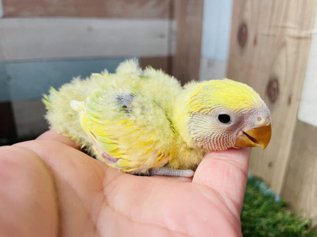 コザクラインコ（小桜インコ）