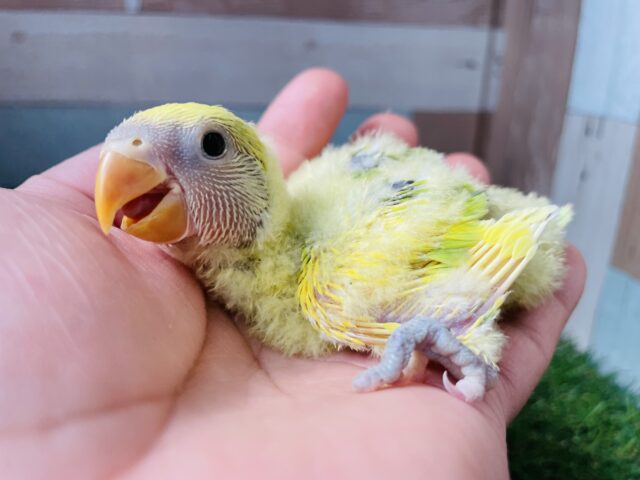 コザクラインコ（小桜インコ）
