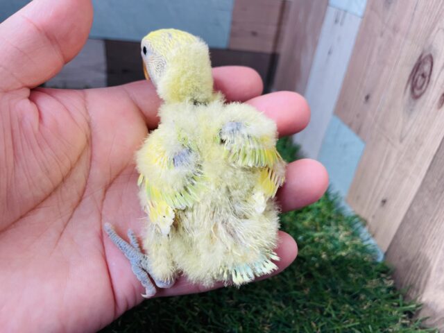 コザクラインコ（小桜インコ）