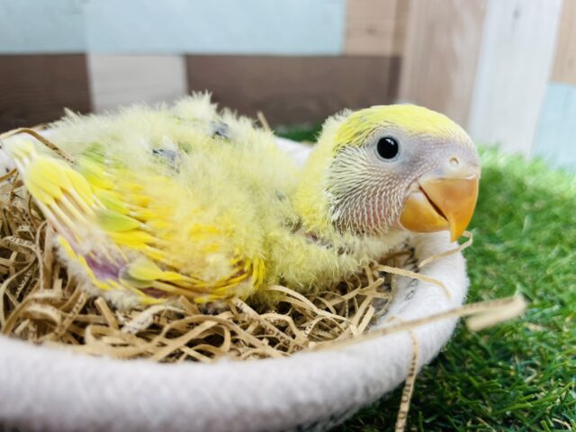 コザクラインコ（小桜インコ）