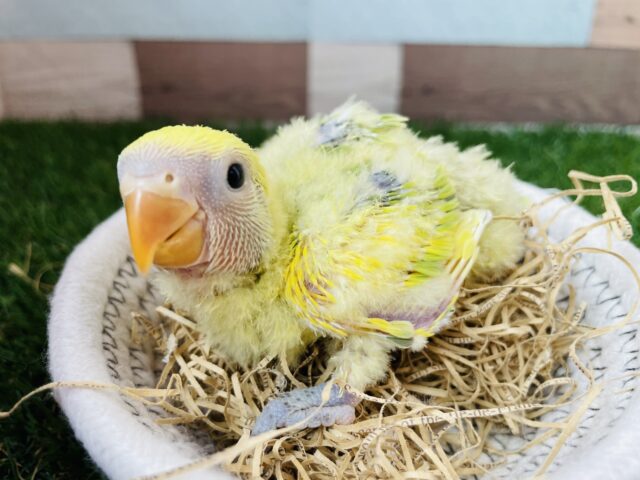 コザクラインコ（小桜インコ）