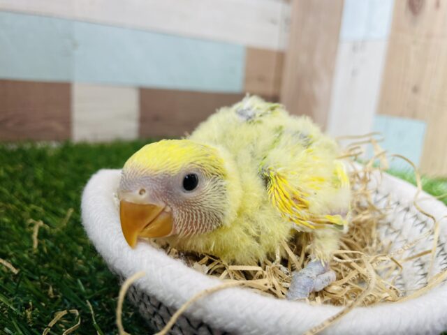 コザクラインコ（小桜インコ）