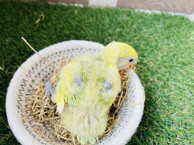 コザクラインコ（小桜インコ）