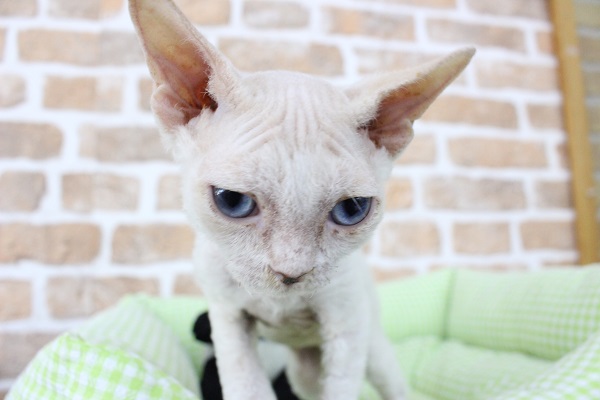 デボンレックス