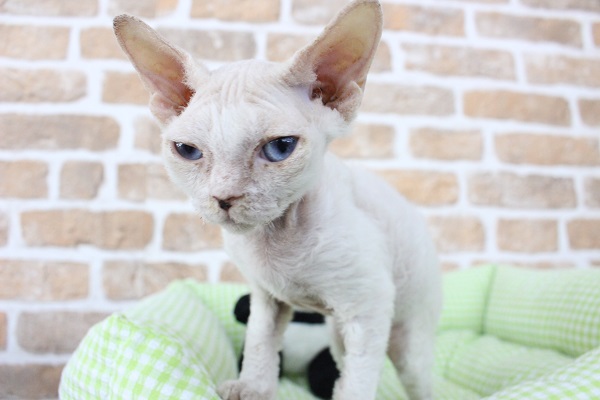 デボンレックス