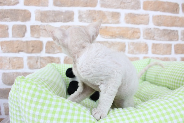 デボンレックス