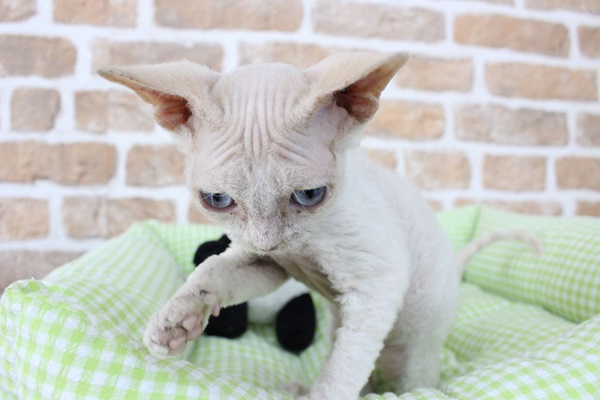 デボンレックス