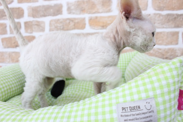 デボンレックス