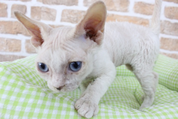 デボンレックス