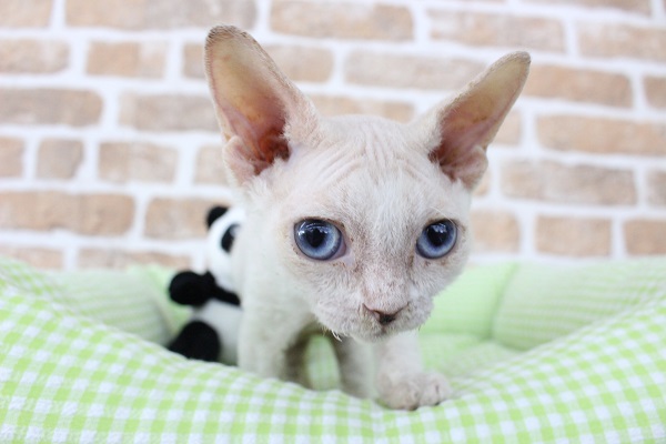 デボンレックス