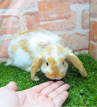 ロップイヤーラビット