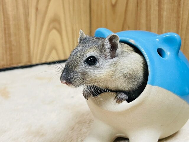 カラージャービル（スナネズミ）