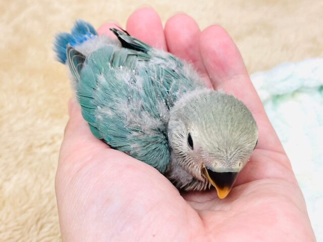 コザクラインコ（小桜インコ）