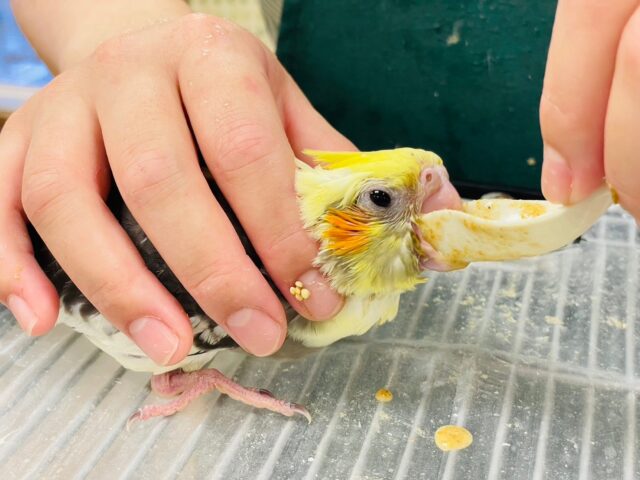 オカメインコ