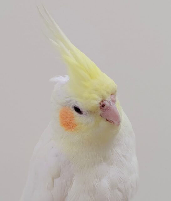 オカメインコ