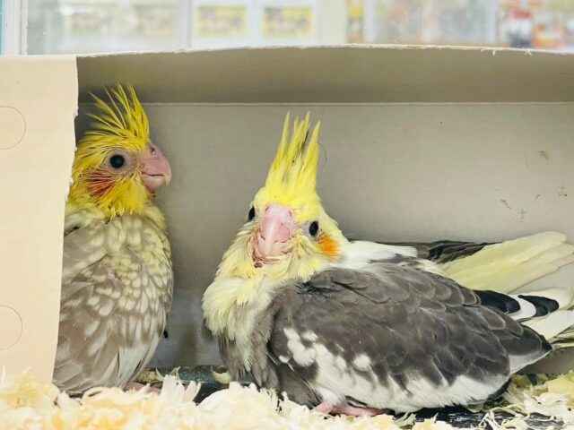 オカメインコ