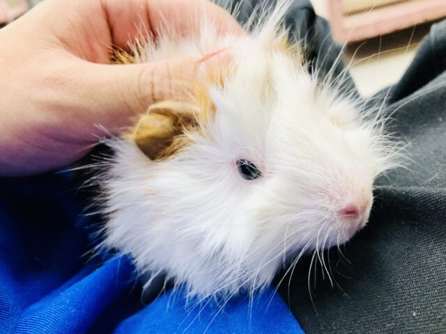 アビシニアンモルモット