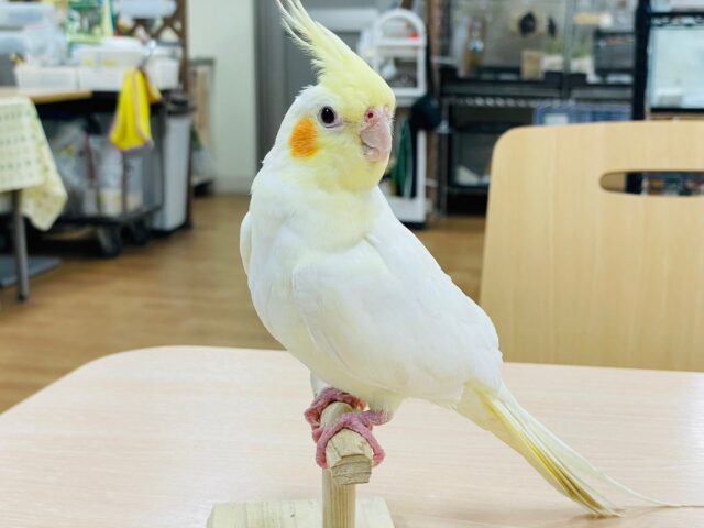 オカメインコ