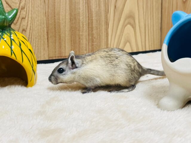 カラージャービル（スナネズミ）