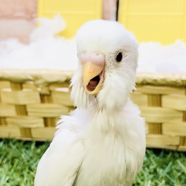 セキセイインコ