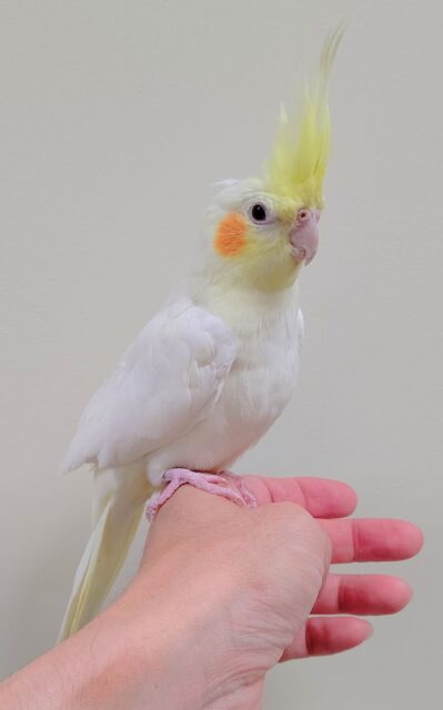 オカメインコ