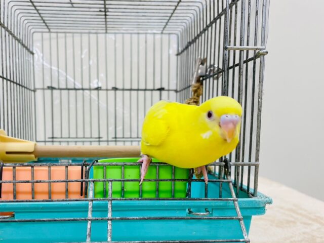 セキセイインコ