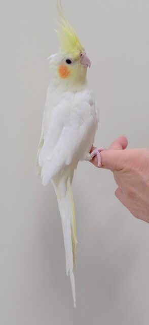 オカメインコ