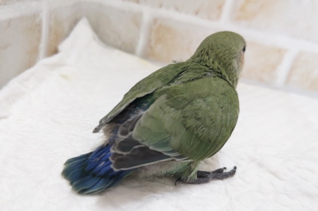 コザクラインコ（小桜インコ）