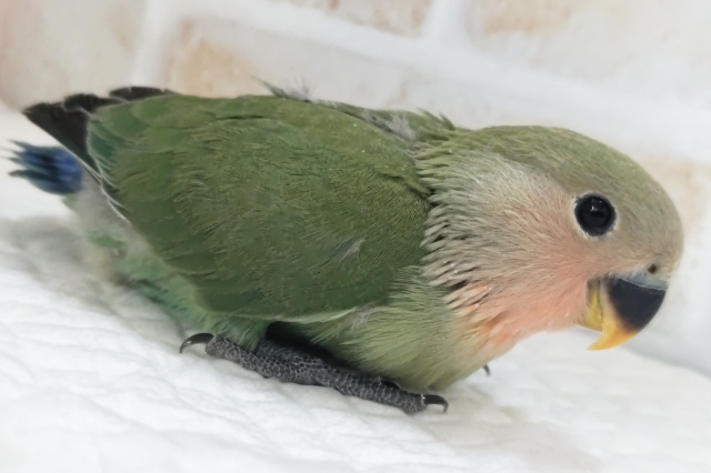 コザクラインコ（小桜インコ）