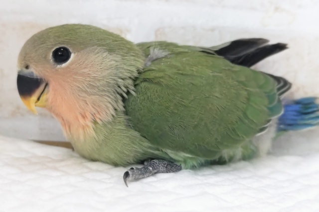 コザクラインコ（小桜インコ）