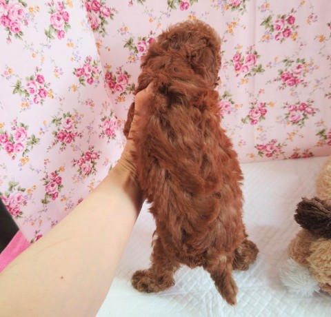 トイプードル