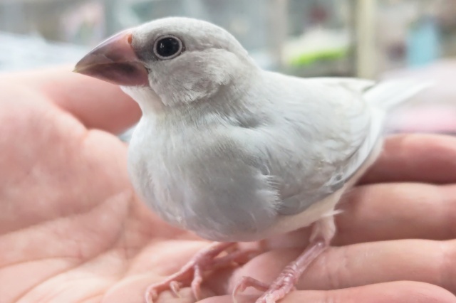 シルバー文鳥