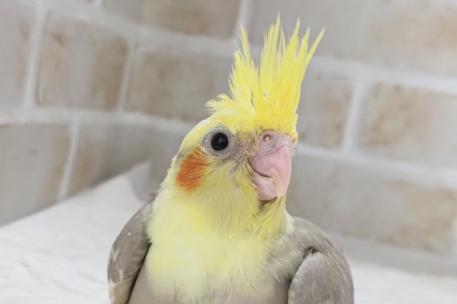 オカメインコ