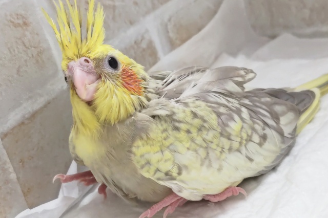 オカメインコ